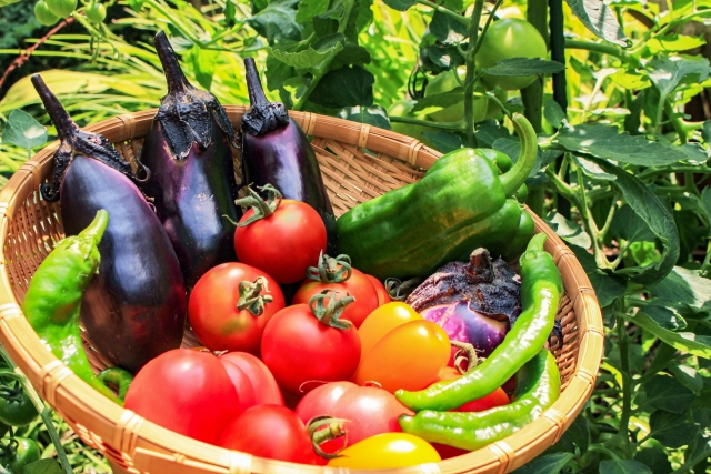 野菜を旬の時期に食べる理由ってなに？定期的に新鮮野菜を摂りたい！